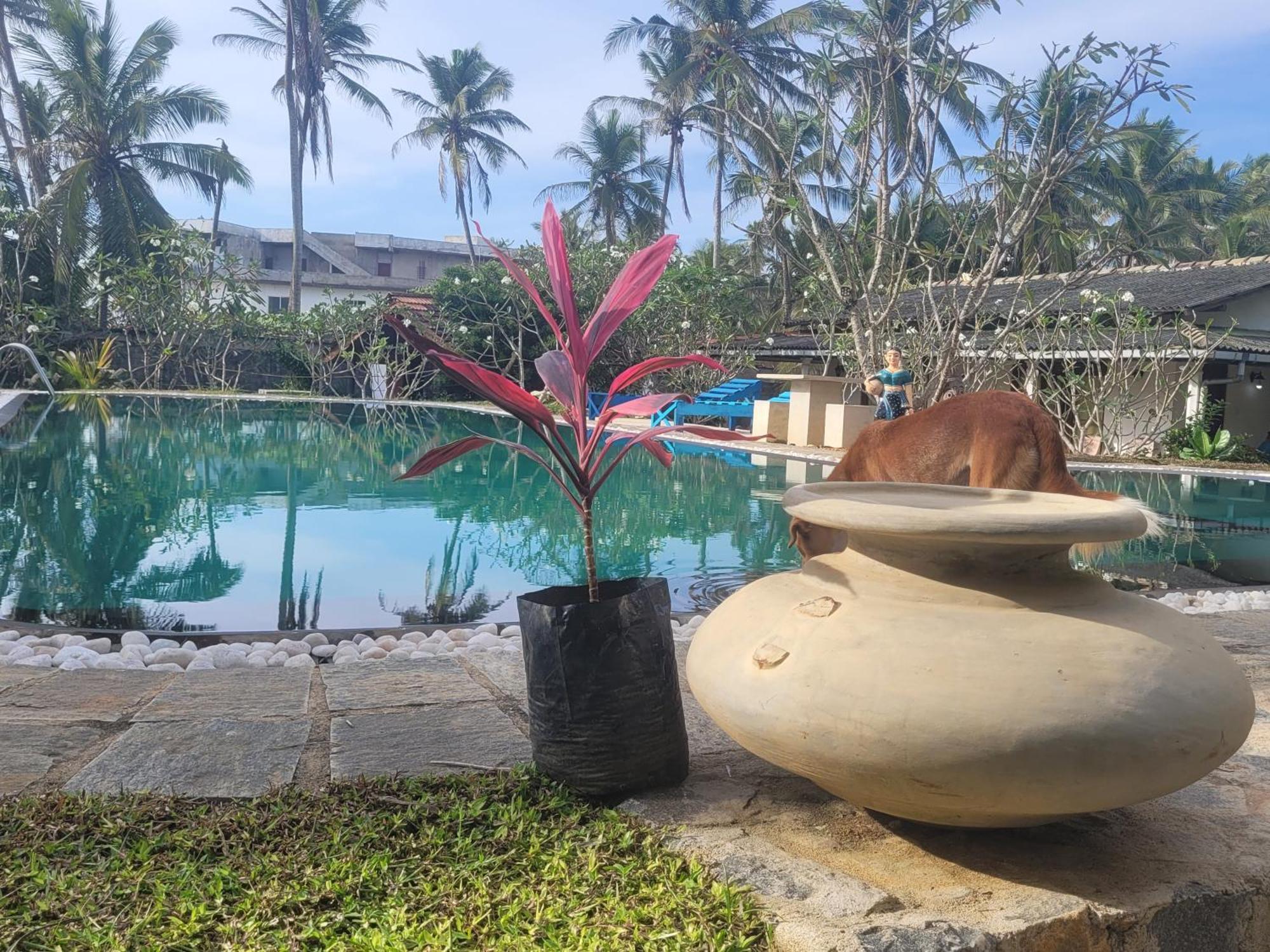 Dreamvillage Dodanduwa Exteriér fotografie